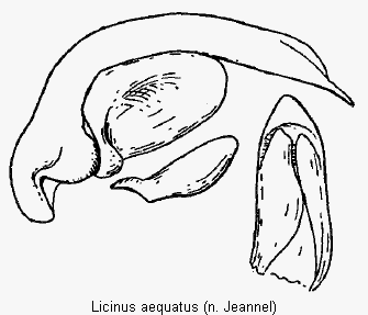 licinus_aequatus.gif