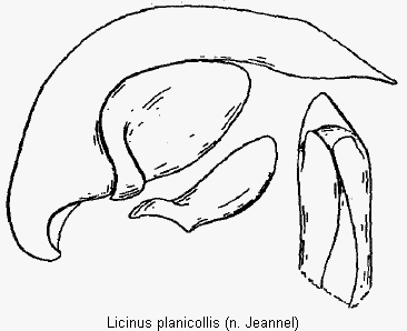 licinus_planicollis.gif