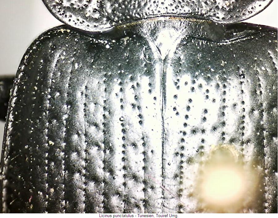 licinus_punctatulus_fld.jpg