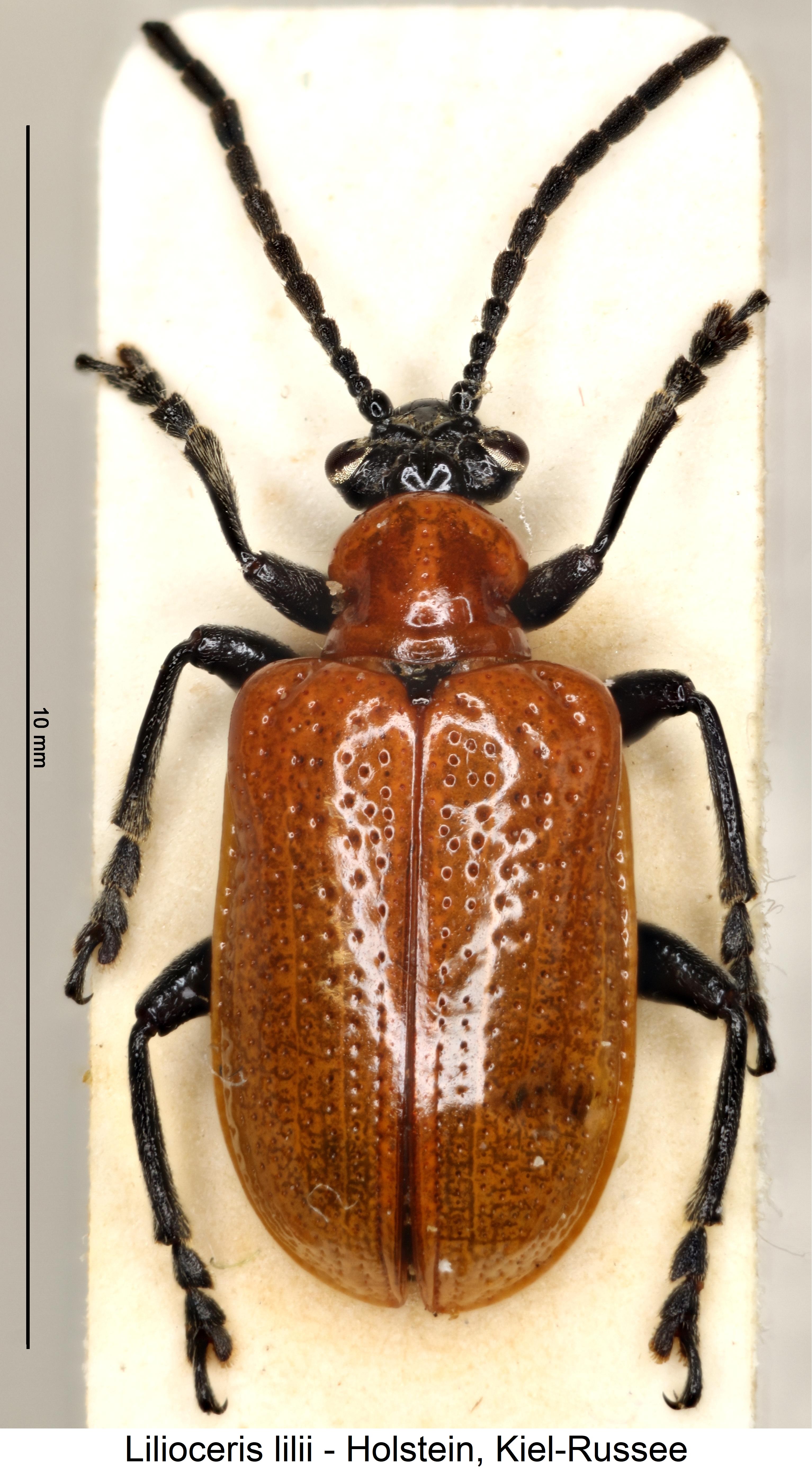 lilioceris_lilii_hab.jpg