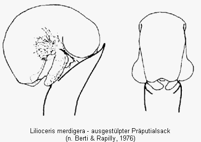 lilioceris_merdigera.gif