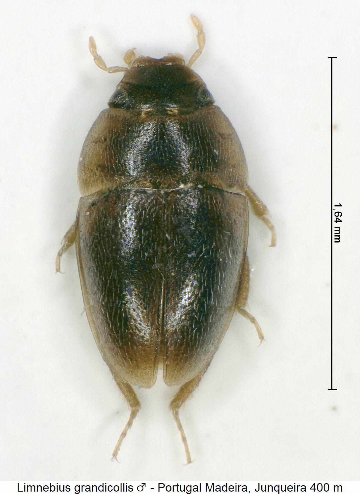 limnebius_grandicollis_m_hab.jpg