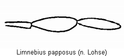limnebius_papposus_kfts.gif