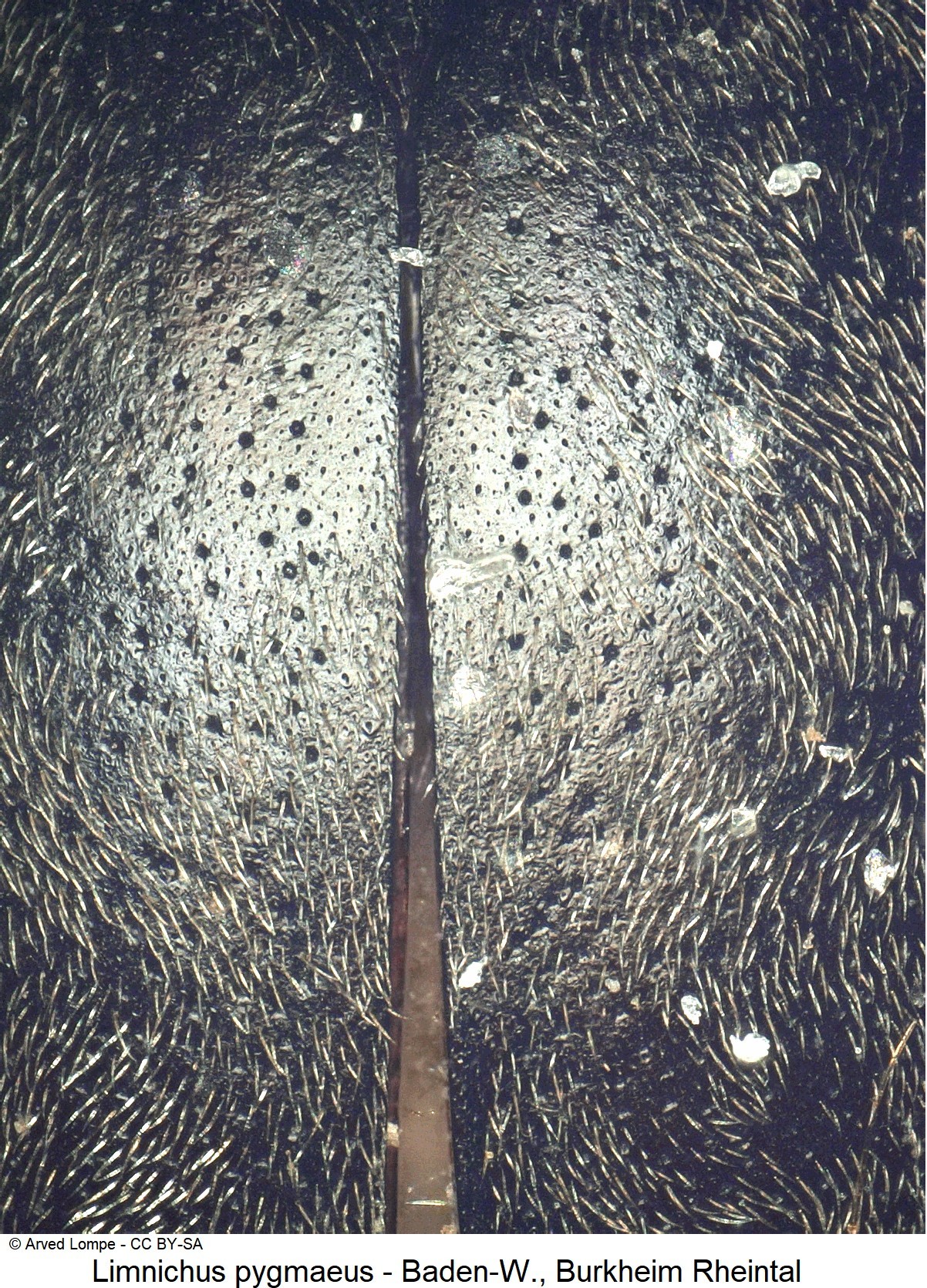 limnichus_pygmaeus_ck7714_int.jpg