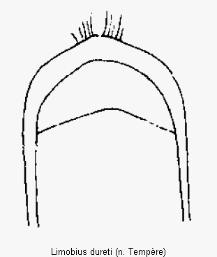 limobius_dureti.gif