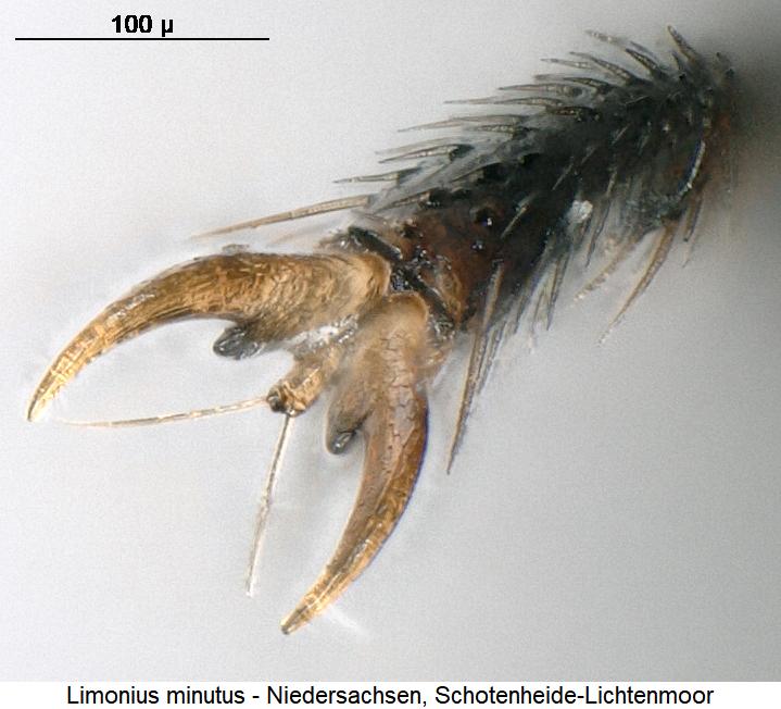 limonius_minutus_hkl.jpg