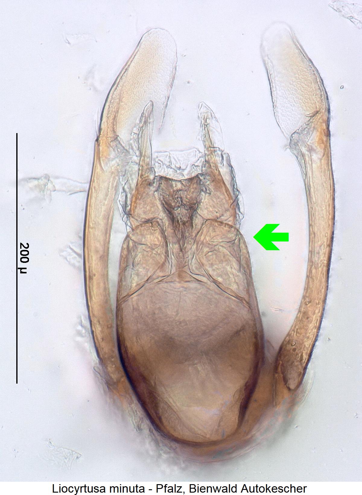 liocyrtusa_minuta1.jpg