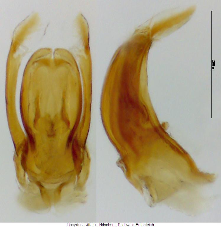 liocyrtusa_vittata.jpg