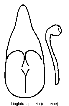 liogluta_alpestris.gif