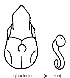 liogluta_longiuscula.gif