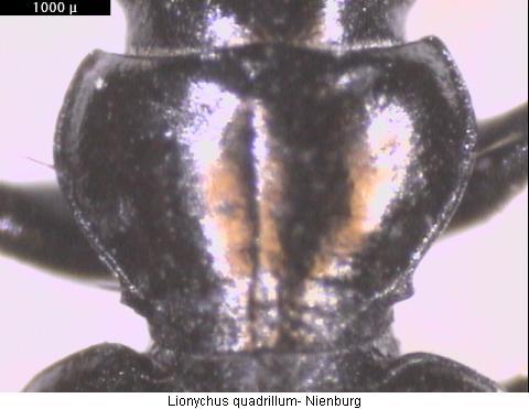 lionychus_quadrillum_hschd.jpg