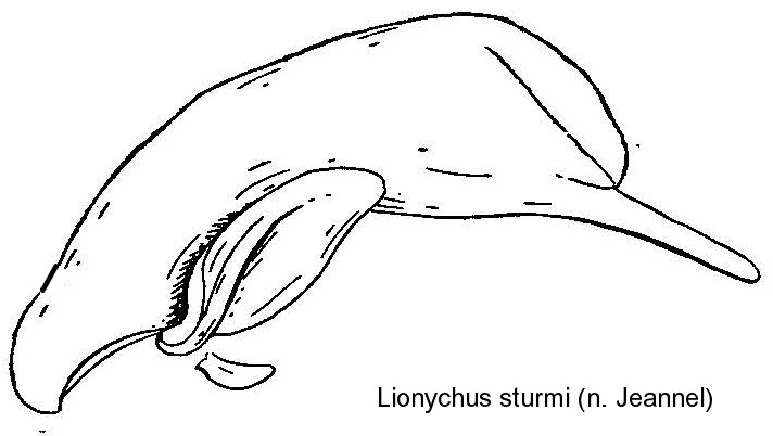 lionychus_sturmi_aed.jpg