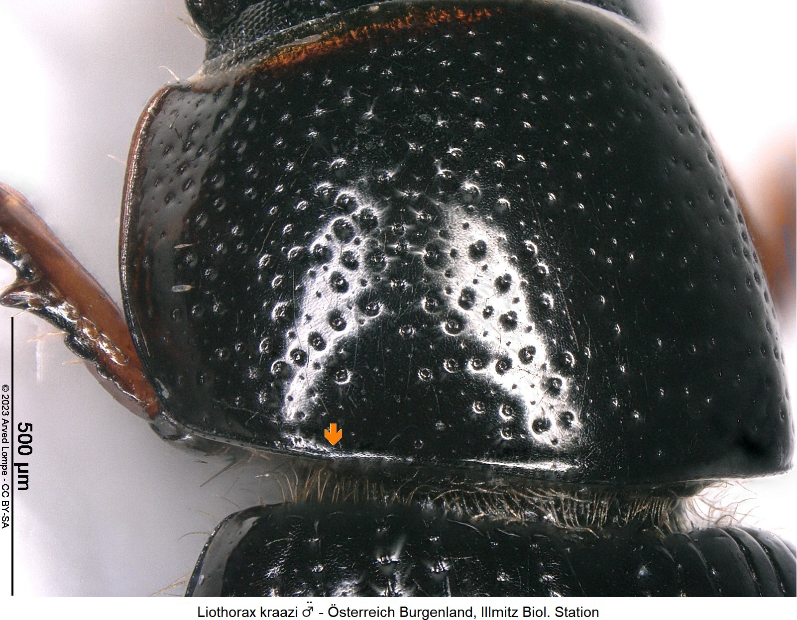 liothorax_kraatzi_m_ck28573773_hsch.jpg