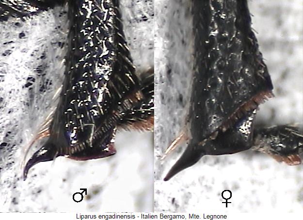 liparus_engadinensis_hschn.jpg