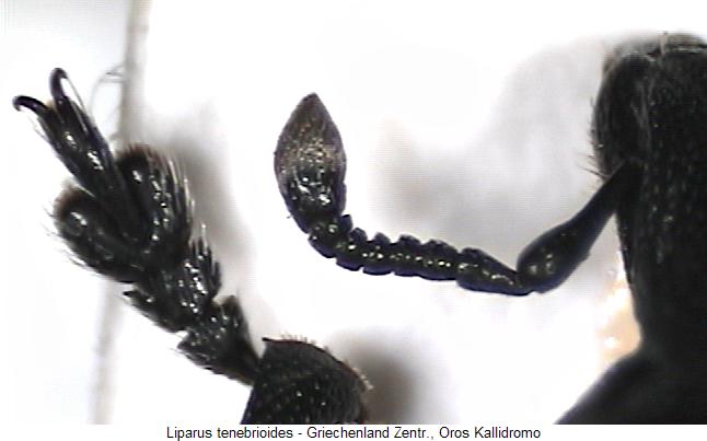liparus_tenebrioides_f.jpg