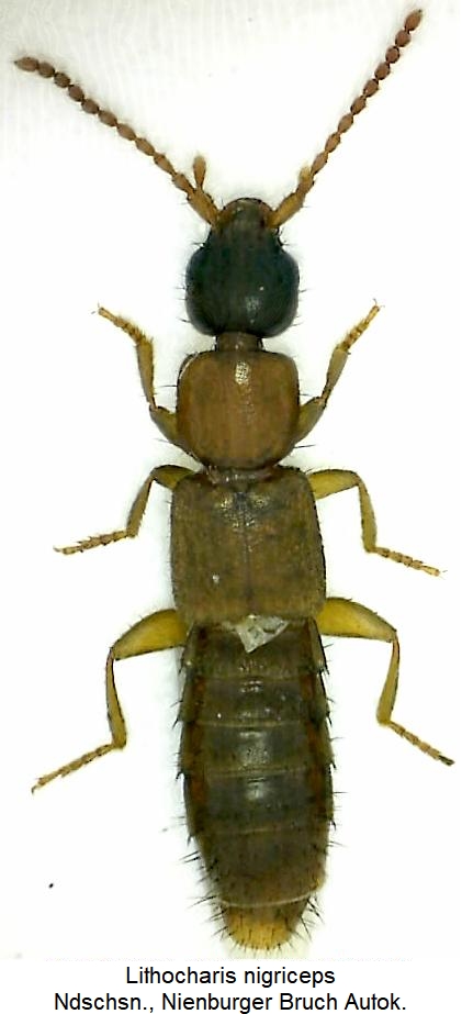 lithocharis_nigriceps_hab.jpg