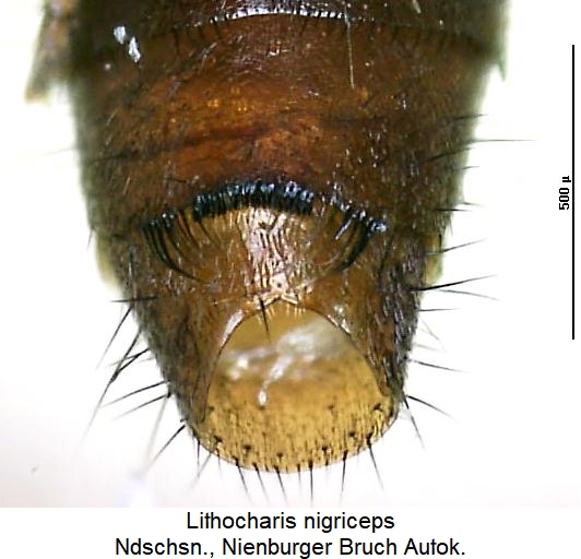 lithocharis_nigriceps_hlb.jpg