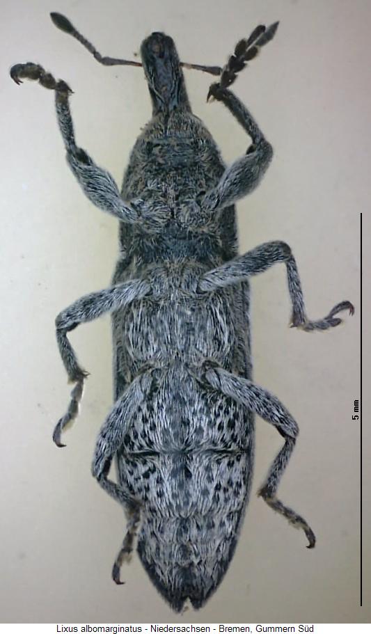 lixus_albomarginatus_us.jpg