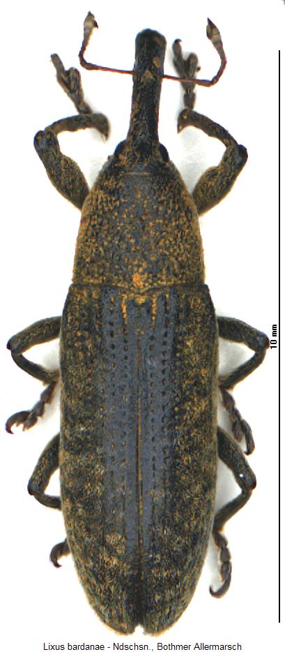 lixus_bardanae_hab.jpg