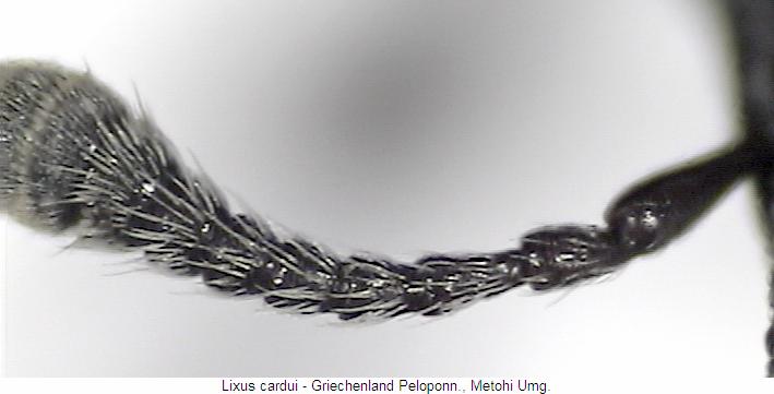 lixus_cardui_f.jpg