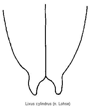 lixus_cylindrus_fld.gif