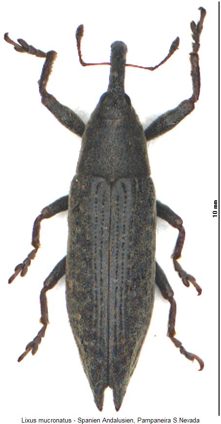lixus_mucronatus_hab.jpg
