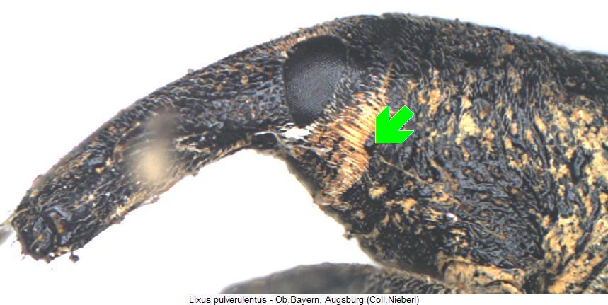 lixus_pulverulentus_k.jpg