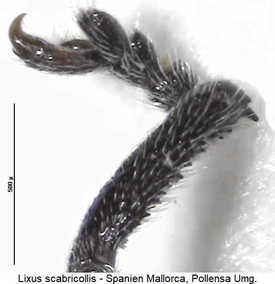 lixus_scabricollis_vschn.jpg
