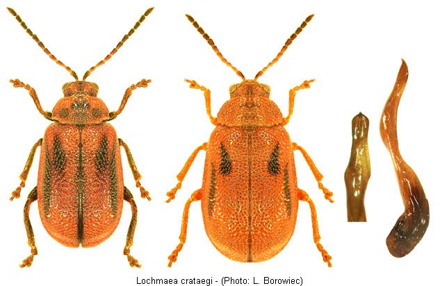 lochmaea_crataegi.jpg