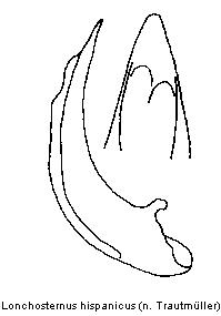 lonchosternus_hispanicus.jpg
