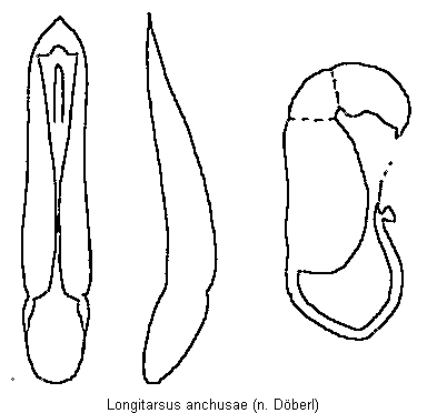 longitarsus_anchusae.gif