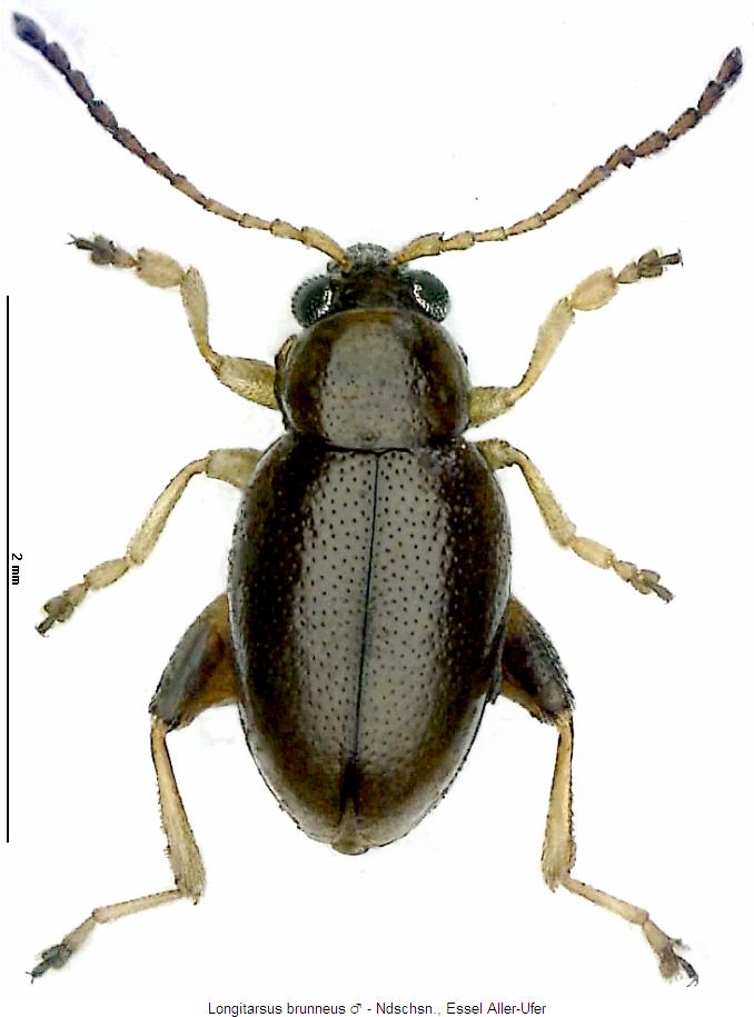 longitarsus_brunneus_hab.jpg