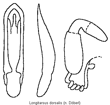longitarsus_dorsalis.gif