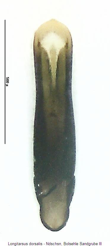 longitarsus_dorsalis.jpg
