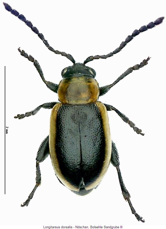 longitarsus_dorsalis_hab.jpg