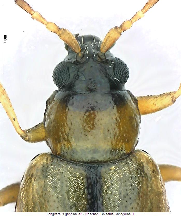 longitarsus_ganglbaueri_vk.jpg