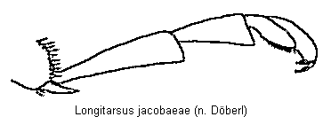 longitarsus_jacobaeae_tr.gif