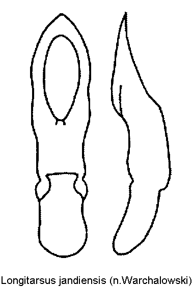 longitarsus_jandiensis.gif