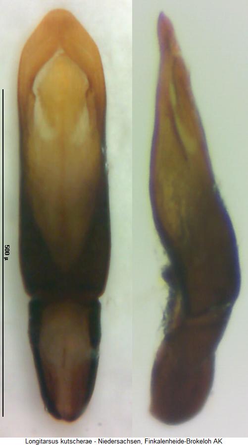 longitarsus_kutscherae.jpg