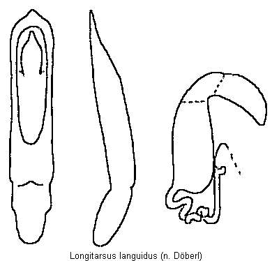 longitarsus_languidus.gif