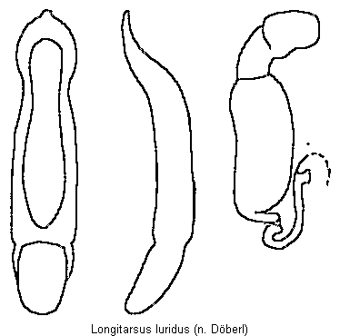 longitarsus_luridus.gif