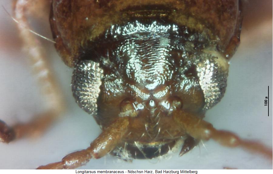 longitarsus_membranaceus_k.jpg