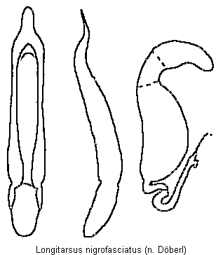 longitarsus_nigrofasciatus.gif