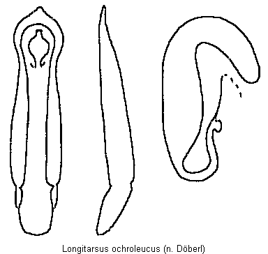 longitarsus_ochroleucus.gif
