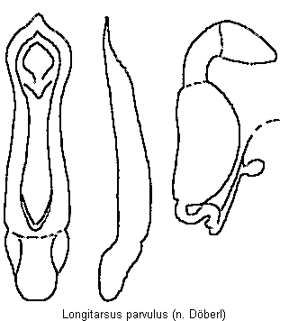 longitarsus_parvulus.gif