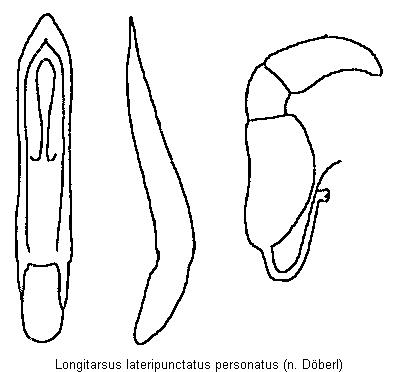 longitarsus_personatus.gif
