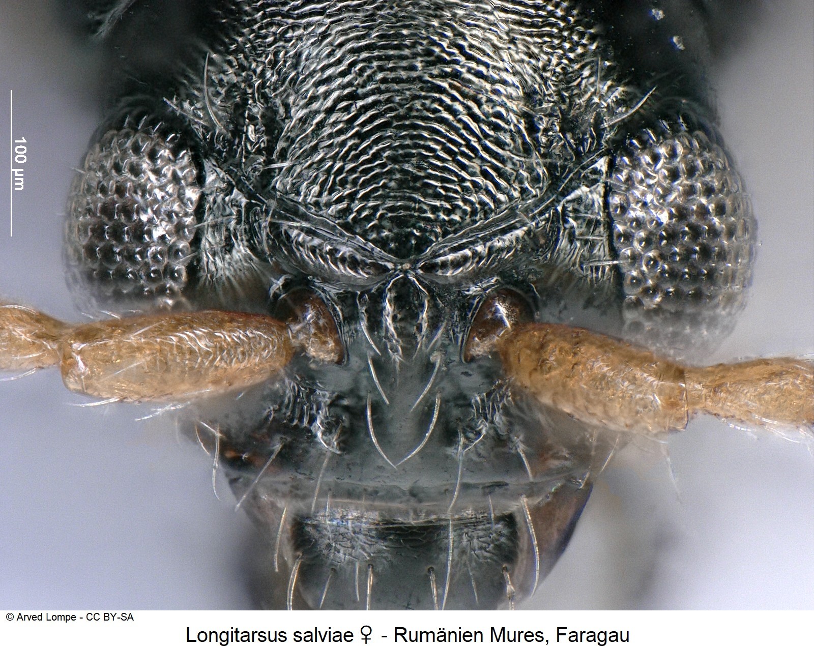 longitarsus_salviae_w_ck8237144_k-1.jpg