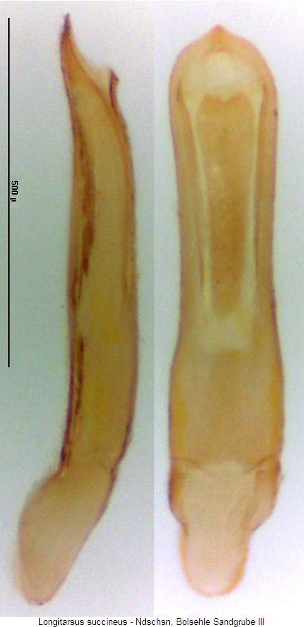 longitarsus_succineus.jpg