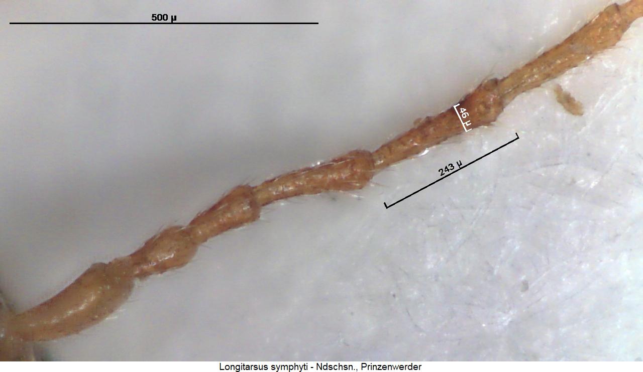 longitarsus_symphyti_f.jpg