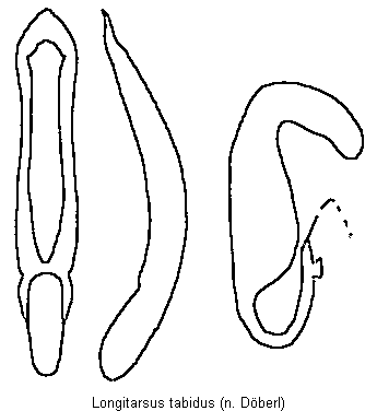longitarsus_tabidus.gif